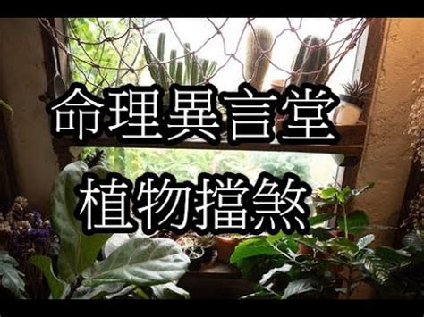 屋角煞植物|陽台擋煞植物指南：3種常見植物，輕鬆化解外煞 